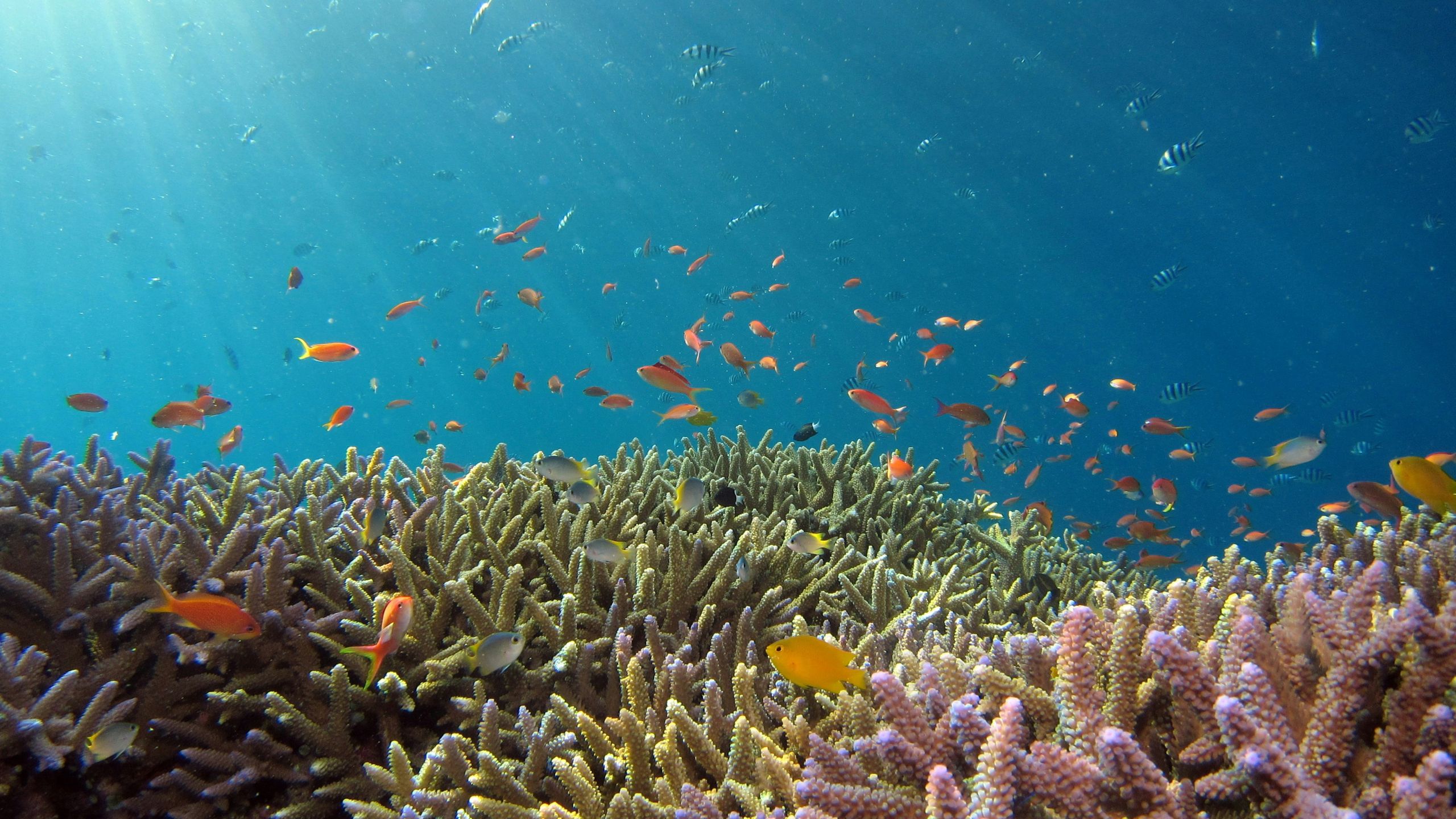 Marine Conservation Coral Fish Reef