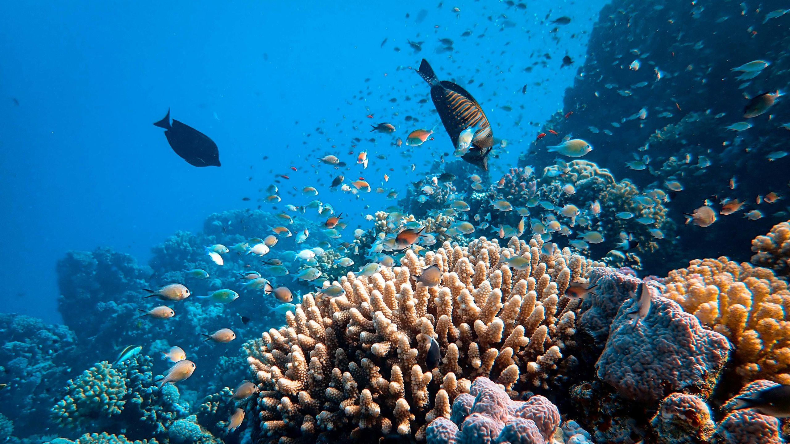 Marine Conservation Reef Coral Fish