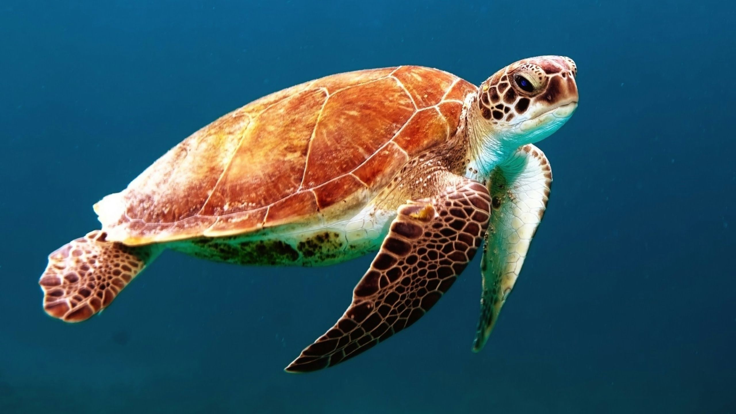 Marine Conservation Turtle